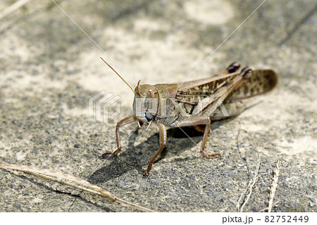 トノサマバッタ トノサマバッタ 82752449