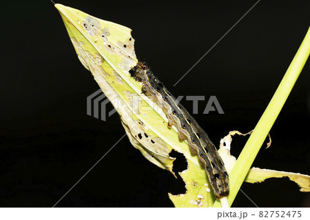 ハスモンヨトウの幼虫 82752475