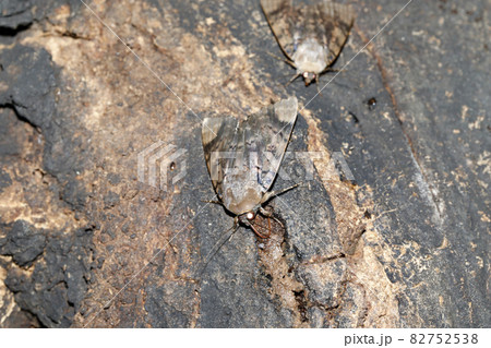 フクラスズメ 82752538