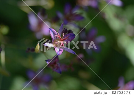 ホトトギスの花 ホトトギスの花 82752578