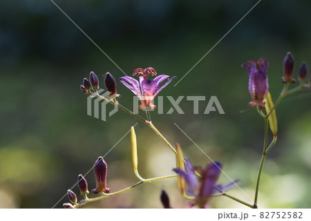 ホトトギスの花 ホトトギスの花 82752582