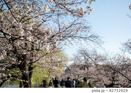 不忍池沿いの桜／東京都 82752629