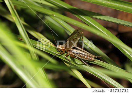 マツムシ 82752752