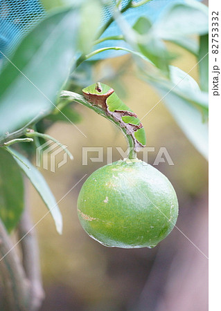 ミカンの実の上の、クロアゲハの終齢幼虫　横向き 82753332