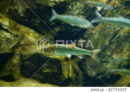 2158　ウグイ 82753397