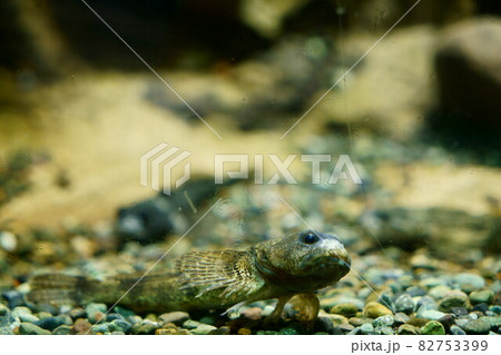 2157 カジカ 2157 カジカ 82753399