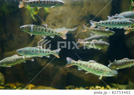 2154　ヤマメ 82753402