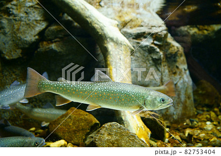2149　イワナ 82753404