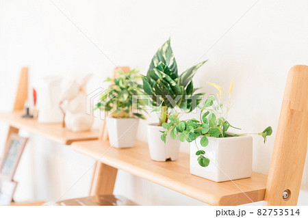 観葉植物 インテリア 観葉植物 インテリア 82753514