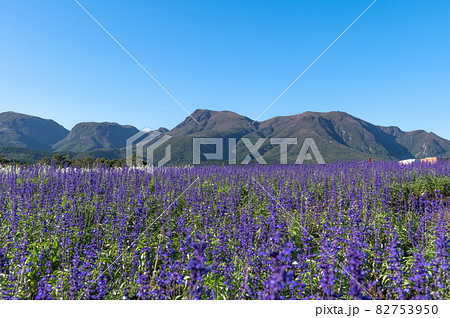 高原のお花畑　くじゅう花公園 82753950