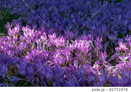 高原のお花畑 くじゅう花公園の写真素材