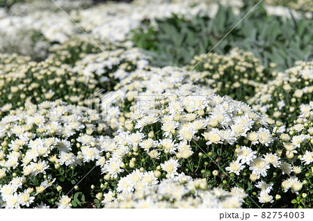 高原のお花畑 くじゅう花公園 高原のお花畑 くじゅう花公園 82754003