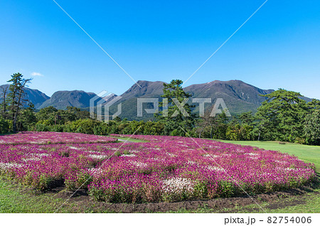高原のお花畑 くじゅう花公園 高原のお花畑 くじゅう花公園 82754006