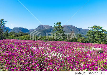 高原のお花畑　くじゅう花公園 82754010