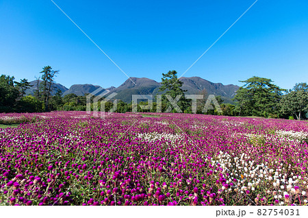 高原のお花畑　くじゅう花公園 82754031