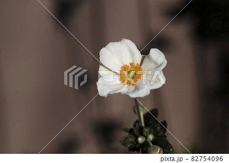白いシュウメイギクの花 白いシュウメイギクの花 82754096