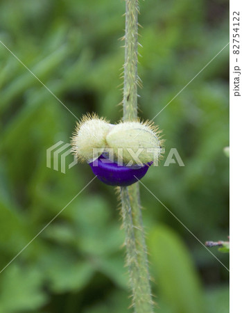 中国四川省北部白玉県の甘白路峠に咲く青いケシ　メコノプシス・イナペルタの蕾 82754122