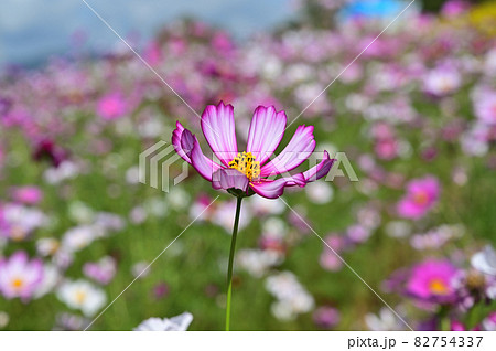 コスモスの花 万博記念公園 吹田市の写真素材