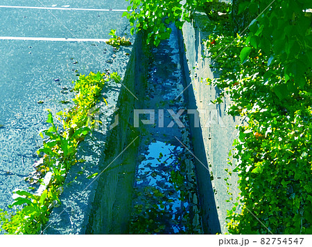 側溝と雑草 82754547