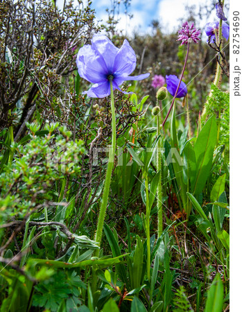 中国四川省北部白玉県の甘白路峠に咲く青いケシ　メコノプシス・イナペルタ 82754690