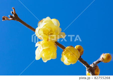 ロウバイの花 82755268