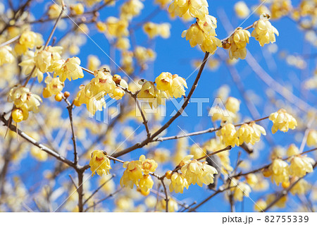 ロウバイの花 82755339