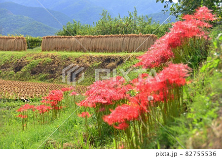 彼岸花の咲く頃の田園風景 82755536