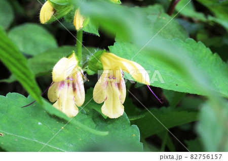 キバナアキギリ（黄花秋桐）の仮雄しべ 82756157