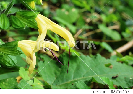 雌しべが長いキバナアキギリ（黄花秋桐） 82756158