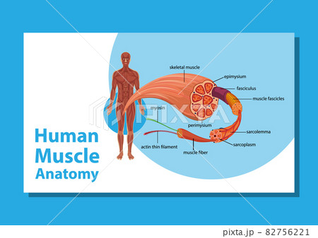 Human muscle anatomy with body anatomy Human muscle anatomy with body anatomy 82756221