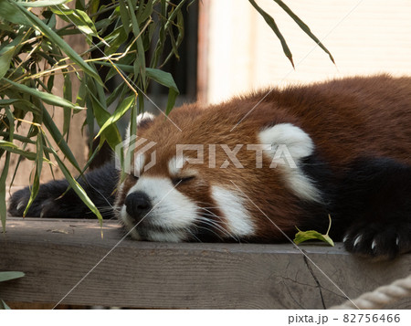 猛暑には参ってしまう 82756466