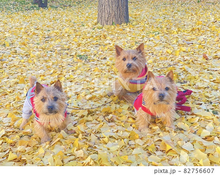 紅葉と犬お散歩 紅葉と犬お散歩 82756607