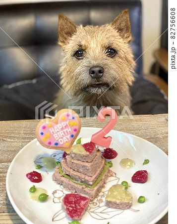 犬お誕生日 犬お誕生日 82756608