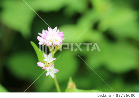 ミゾソバ（溝蕎麦）の花が綺麗です！ 82756680