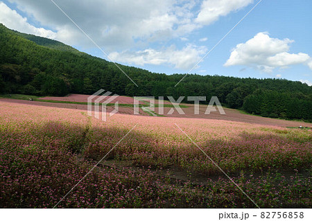 赤そばの里　赤ソバの花 82756858