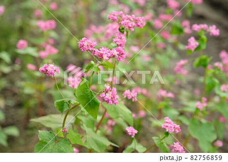 赤そばの里　赤ソバの花 82756859