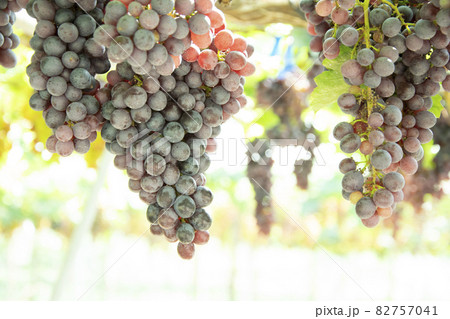 Bunch of grapes on a vine in the sunset. Bunch of grapes on a vine in the sunset. 82757041