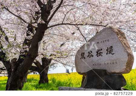 【桜の名所】埼玉県 熊谷桜堤の桜並木 【桜の名所】埼玉県 熊谷桜堤の桜並木 82757229