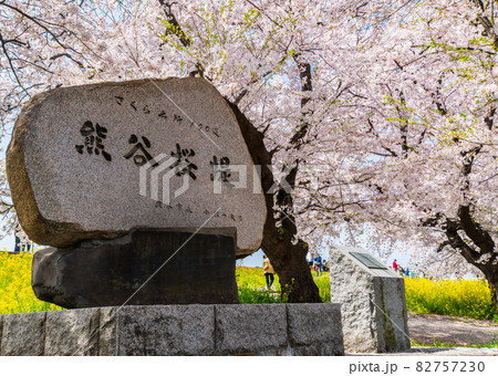 【桜の名所】埼玉県　熊谷桜堤の桜並木　 82757230