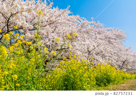 【桜の名所】埼玉県 熊谷桜堤の桜並木 【桜の名所】埼玉県 熊谷桜堤の桜並木 82757231