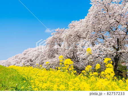 【桜の名所】埼玉県　熊谷桜堤の桜並木　 82757233