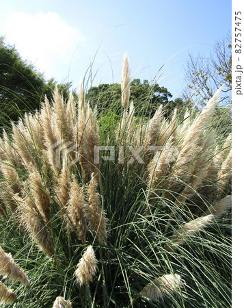 見沼氷川公園 82757475