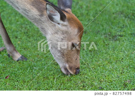 奈良公園の鹿 奈良公園の鹿 82757498