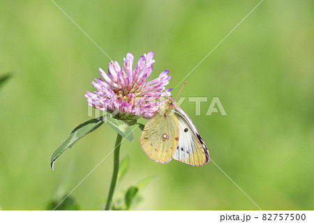 ムラサキツメグサの蜜を吸うモンキチョウ 82757500