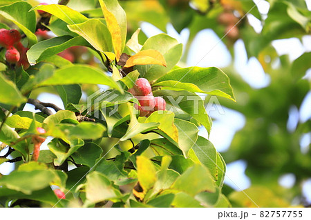 色づいた辛夷(コブシ)の実 色づいた辛夷(コブシ)の実 82757755