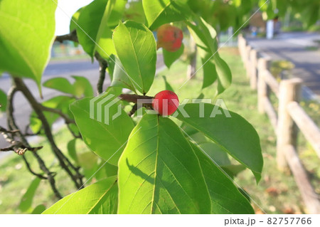 色づいた辛夷(コブシ)の実 色づいた辛夷(コブシ)の実 82757766