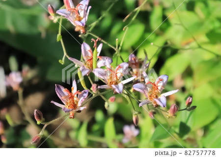 杜鵑草(ホトトギス)の花 杜鵑草(ホトトギス)の花 82757778