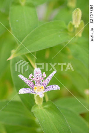 秋の山野草 ホトトギスの写真素材