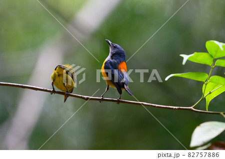 colorful bird in forest colorful bird in forest 82757886