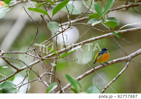 colorful bird in forest colorful bird in forest 82757887